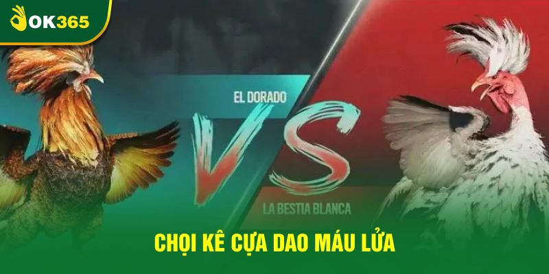 Chọi kê cựa dao máu lửa