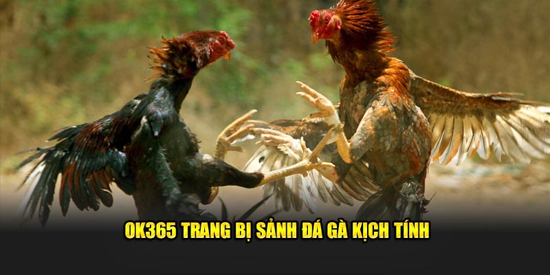 OK365 trang bị sảnh đá gà kịch tính