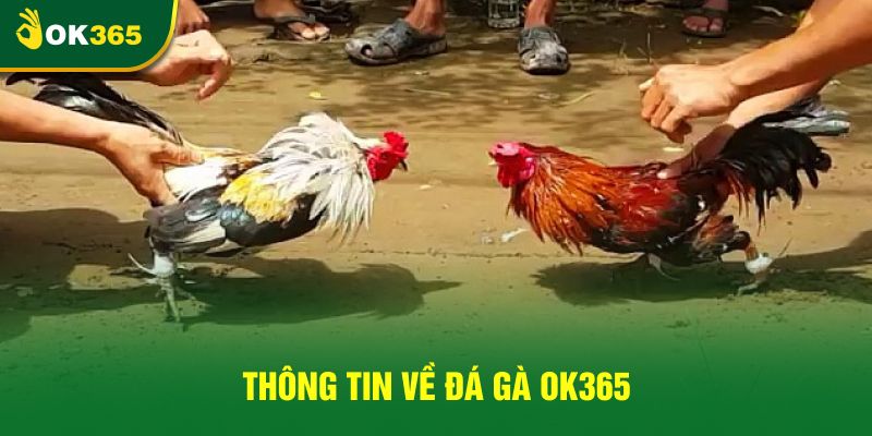 Thông tin về đá gà OK365